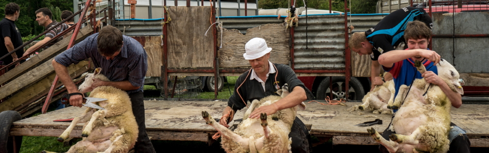 Shearing Comp