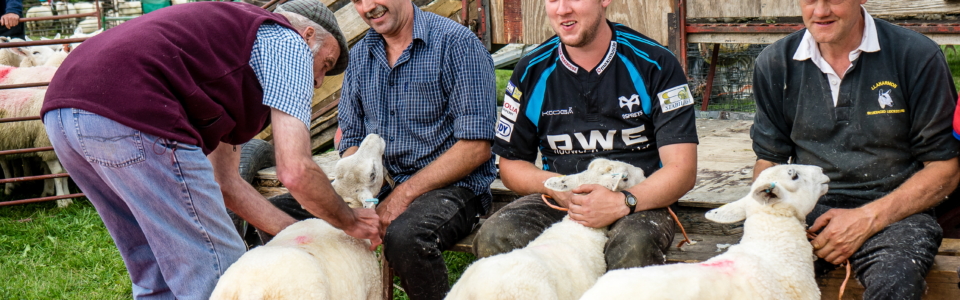 Shearing Judging