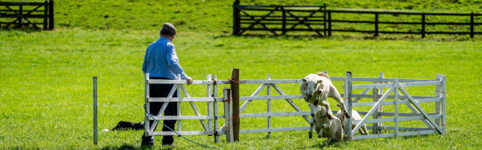 Sheep Released