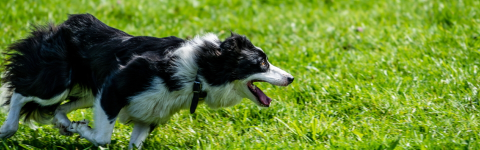 The Collie’s Focus